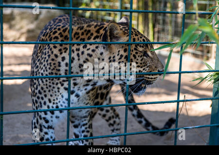 Enorme leopard in una gabbia Foto Stock