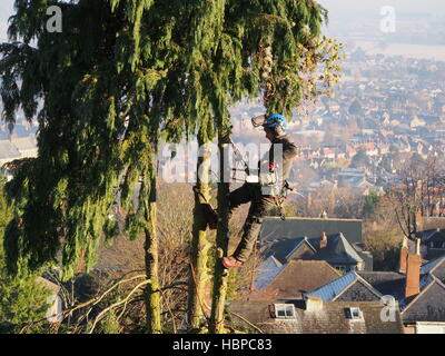 Chirurgo ad albero con sega a catena piano di taglio di alberi off Foto Stock