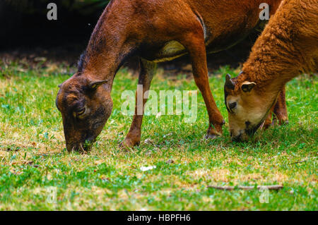 Brown capre pascolano in un campo, pecore Foto Stock