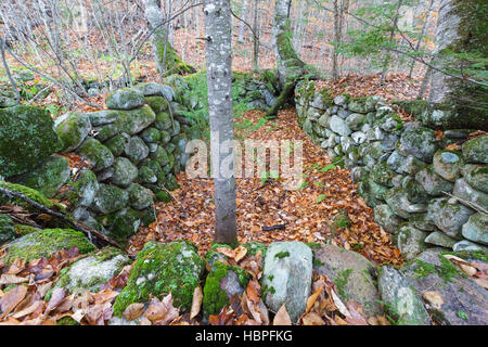 Abbandonato il foro di cantina a Thornton Gore in Thornton, New Hampshire durante i mesi autunnali. Foto Stock