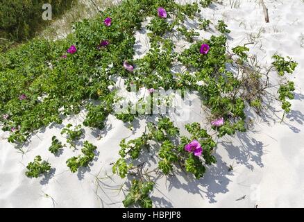 Fioritura rosa canina su una duna di sabbia Foto Stock