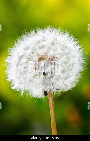 Tarassaco Taraxacum closeup macro su sfondo verde Foto Stock