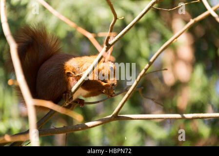 Sqirrel nel parco, Berlino, Germania Foto Stock