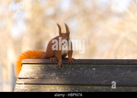 Sqirrel nel parco, Berlino, Germania Foto Stock