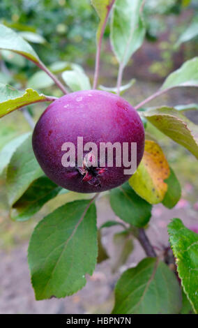 Malus domestica varietà " Tickled Pink' ( Baya ® Marisa ) Apple Tree Foto Stock