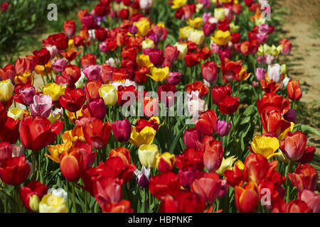 giardino dei tulipani Foto Stock