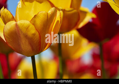 giardino dei tulipani Foto Stock