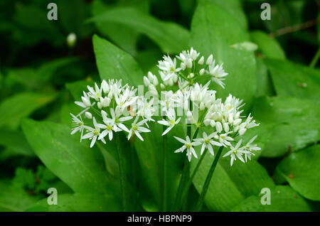 Baerlauch, Allium ursinum, Bluete Nahansicht Foto Stock