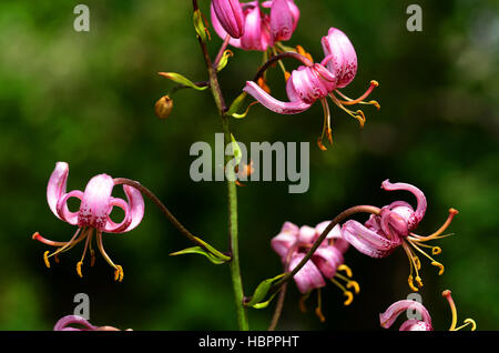 Martagon giglio, blossom, fiore, Foto Stock