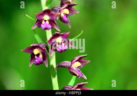 Rosso scuro helleborine, royal helleborine, Foto Stock