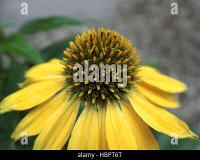 Echinacea x hybrida "Cheyenne spirito' in fiore Foto Stock