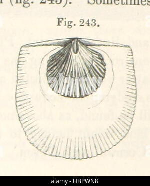 Immagine presa da pagina 752 di 'L'Osservatore geologica' Foto Stock