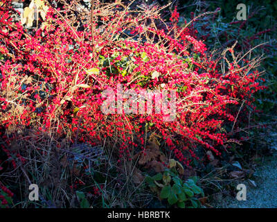 Luminose rosse bacche di Cotoneaster Horizontalis illuminato da un albero di sole d'inverno. Foto Stock