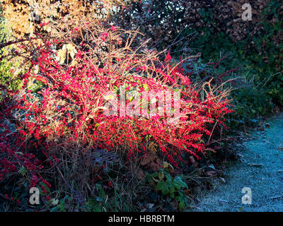 Luminose rosse bacche di Cotoneaster Horizontalis illuminato da un albero di sole d'inverno. Foto Stock