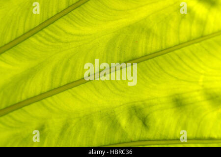 Retroilluminato verde fresco di foglie di palma, vicino fino Foto Stock