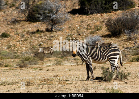 Zebra di montagna in piedi in un campo Foto Stock