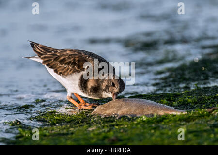 Voltapietre (Arenaria interpres) in non-allevamento piumaggio invernale di mangiare da pesce morto sulla scogliera sulla spiaggia lungo la costa del Mare del Nord Foto Stock