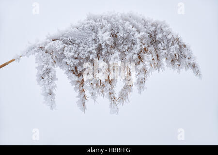 Erba secca sulla neve Foto Stock