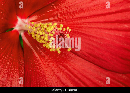 Rosso di fiori di ibisco Foto Stock