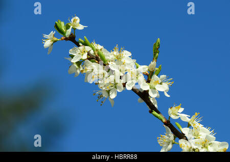 Blüte vom Schwarzdorn, Schlehdorn, Schlehe Foto Stock