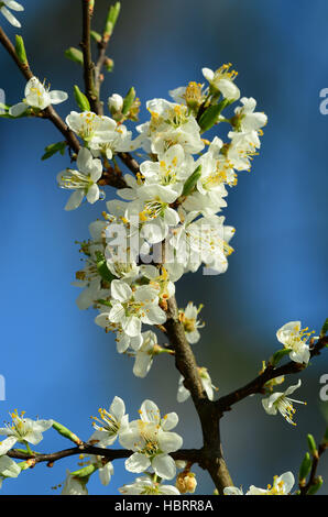 Blüte vom Schwarzdorn, Schlehdorn, Schlehe Foto Stock