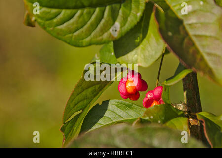 Mandrino colorati alberi da frutto, Euonymus DOF selettiva Foto Stock