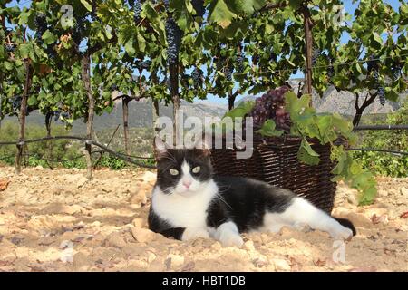 Il gatto domestico, tuxedo in bianco e nero, si trova in un vigneto nelle montagne Tramuntana di Mallorca, Baleares Foto Stock