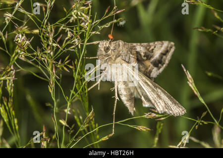 Argento falena Y (Autographa gamma) Foto Stock