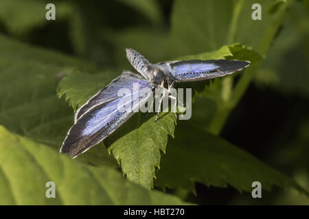 Argento-blu chiodati (Plebeius argus) Foto Stock