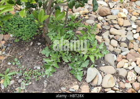 Fico d'India o ruvida Sow thistle - Sonchus asper intero impianto crescente sulla terra vicino alla struttura cumquat Foto Stock