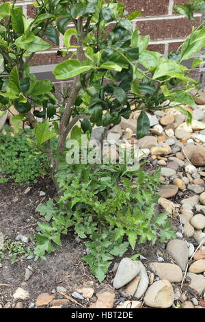 Fico d'India o ruvida Sow thistle - Sonchus asper intero impianto crescente sulla terra vicino alla struttura cumquat Foto Stock