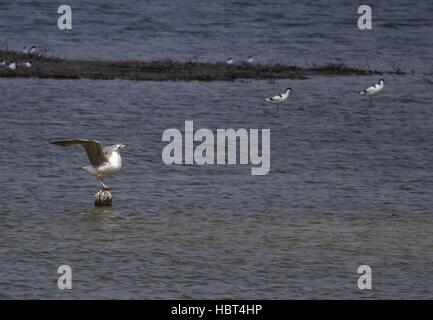 Caspian Gull in Vadu, Romania Foto Stock