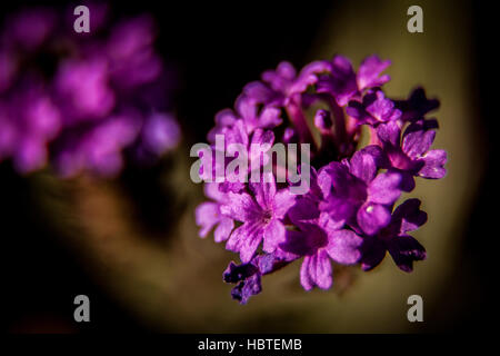 Snello vervain / Verbena rigida Foto Stock