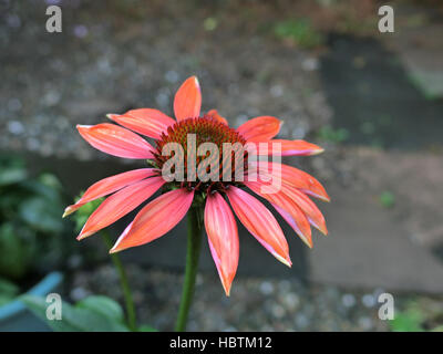 Echinacea x hybrida "Cheyenne spirito' in fiore Foto Stock