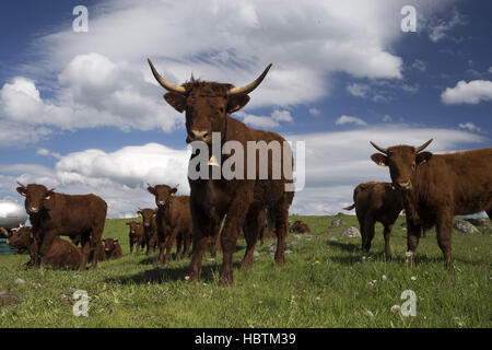 Carne bovina Salers Foto Stock