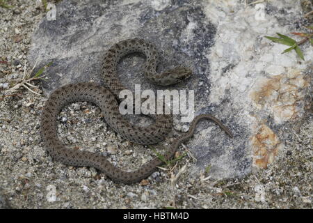 Il novellame di montpellier snake Foto Stock