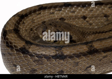 serpente di scaletta Foto Stock