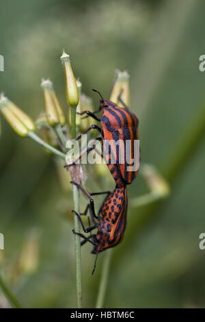 Protezione di accoppiamento dei bug Foto Stock