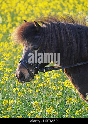 Shetland pony Foto Stock