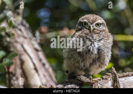 Civetta (Athene noctua) Foto Stock