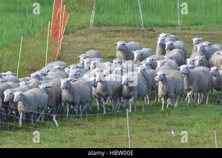 Polling bianco Heath Foto Stock