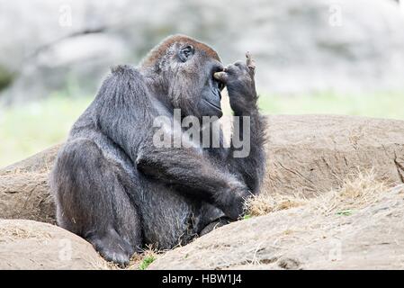 Gorilla seduto su una roccia a pensare Foto Stock