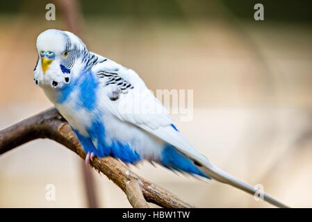 Budgerigar parrocchetto seduto su un ramo di albero Foto Stock