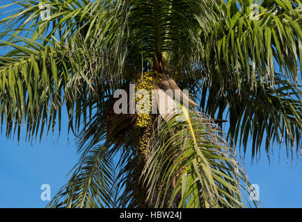 Frutti di un Royal Palm Foto Stock