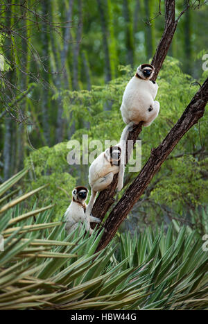 La Verreaux Dancing Sifaka (Propithecus verreauxi) nella foresta spinosa Foto Stock