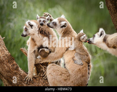 Anello-tailed lemur (Lemur catta) famiglia Foto Stock