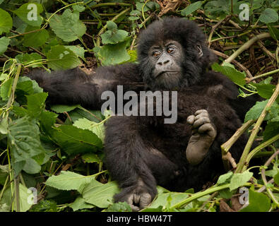 Gorilla di Montagna (Gorilla beringei beringei) bambino nel letto di foglie Foto Stock