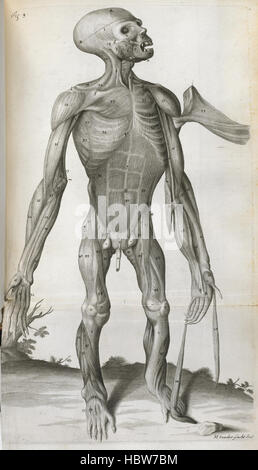 Orang-Outang, sive Homo Sylvestris: o il Anatom - didascalia: "disegno anatomico' Orang-Outang, sive Homo Sylvestris - didascalia "disegno anatomico' Foto Stock