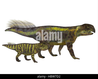 Psittacosaurus era un Ceratopsian dinosauro erbivori che vivevano in Asia nel Cretaceo. Foto Stock