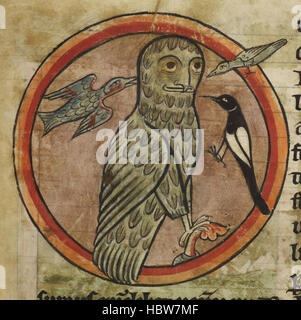 Bestiaria - didascalia: 'Owl assaliti da piccoli uccelli' bestiario - didascalia "Owl assaliti da piccoli uccelli' Foto Stock